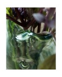 Vase Fisch