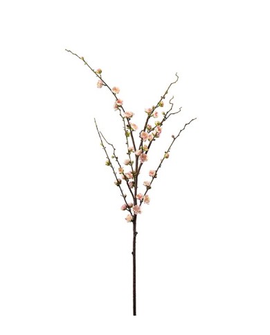 Pflaumenblüte