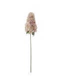 Rispenhortensie