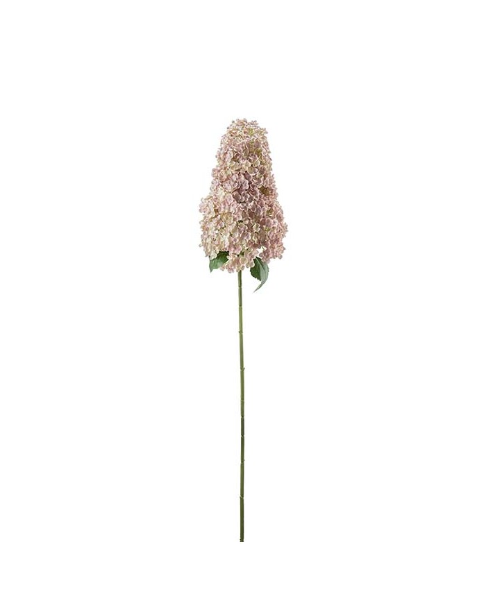 Rispenhortensie