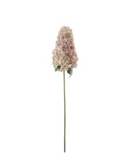 Rispenhortensie