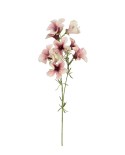 Petunia