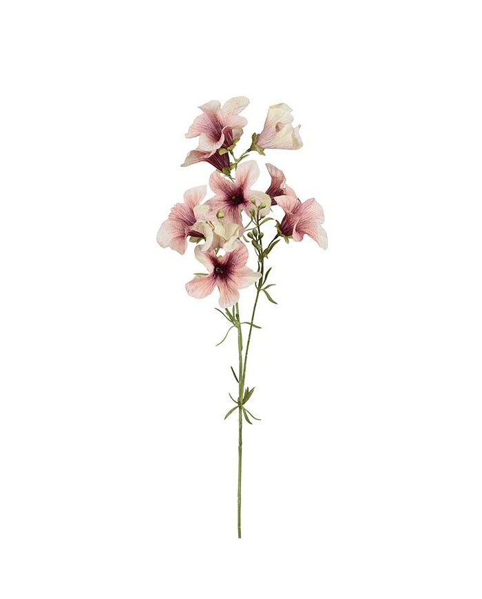 Petunia