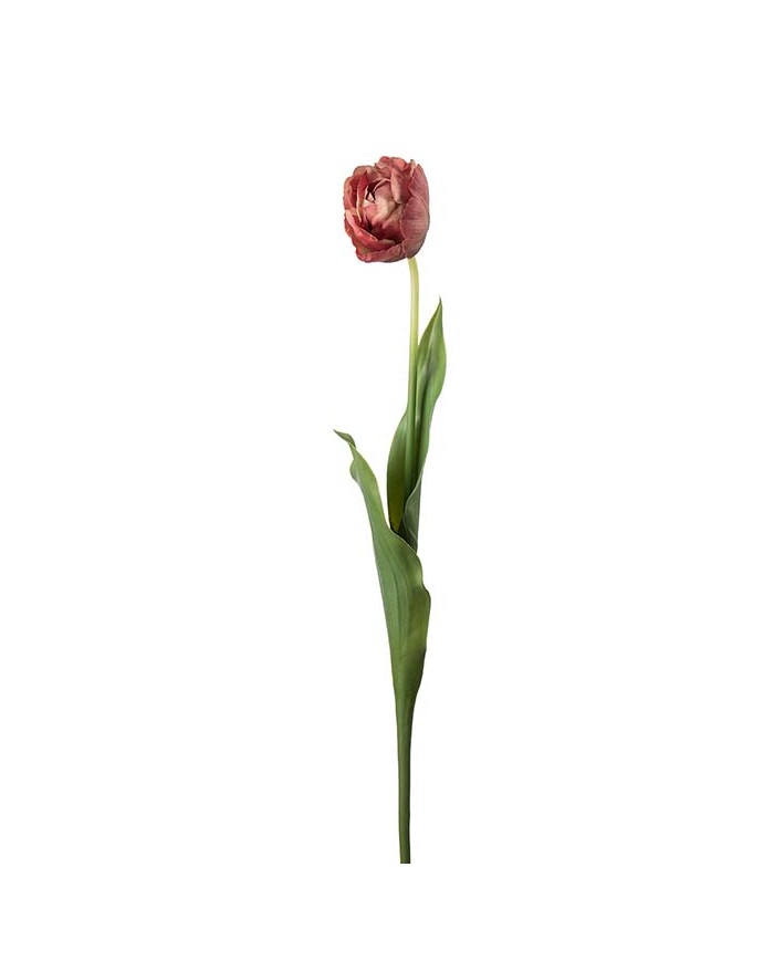 Tulpe