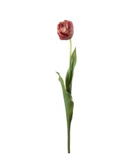 Tulpe