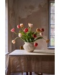 Tulpe