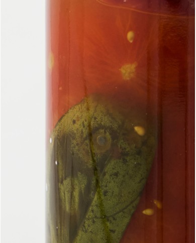 Geschälte Tomaten im Glas