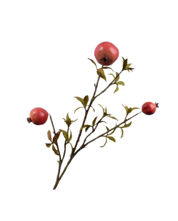 Granatapfel Zweig