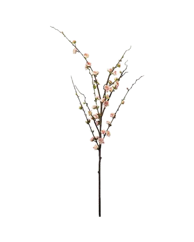 Pflaumenblüte von Mr. Plant