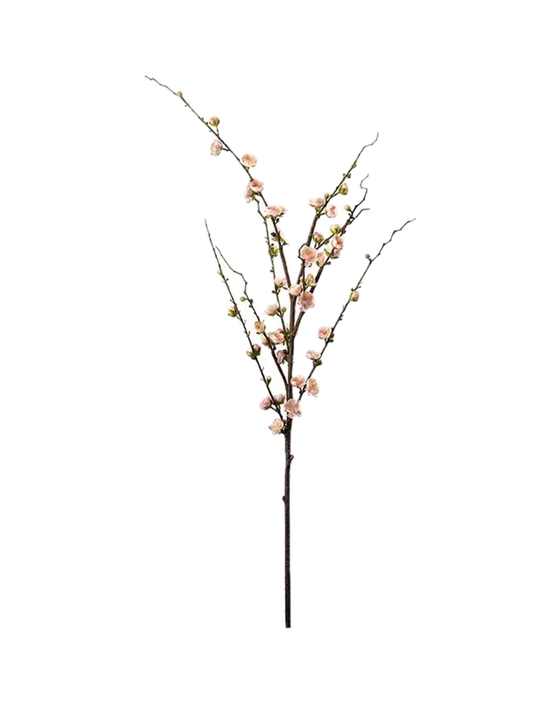 Pflaumenblüte von Mr. Plant