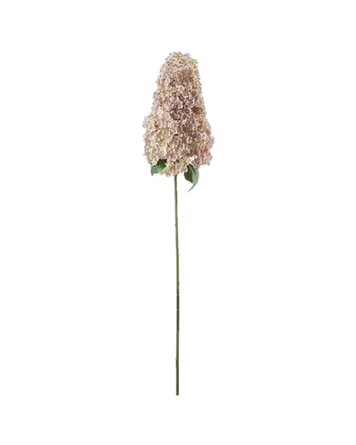 Rispenhortensie von Mr. Plant