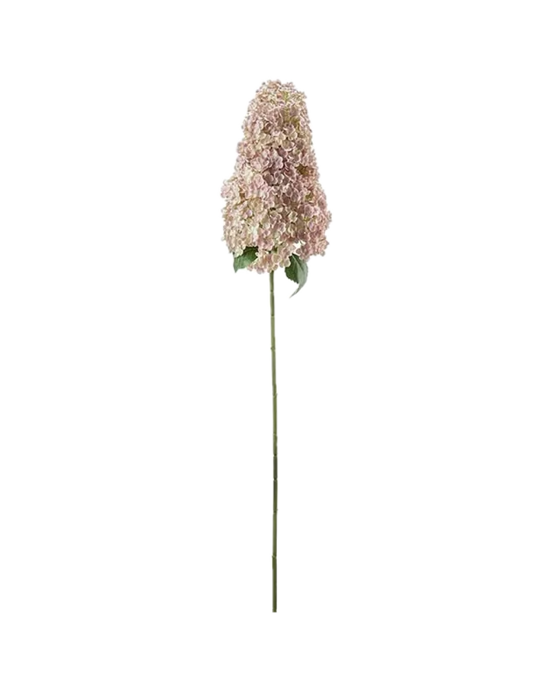 Rispenhortensie von Mr. Plant