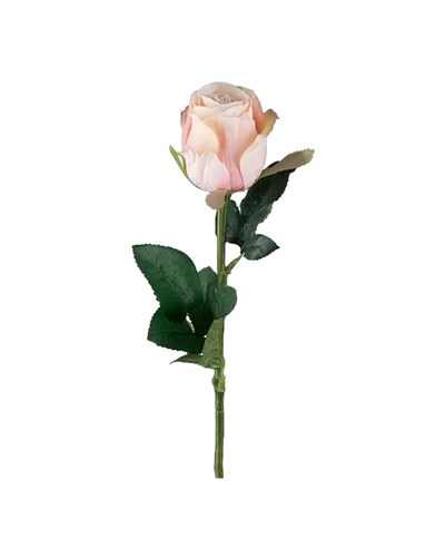 Rose von Mr. Plant