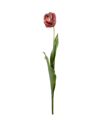 Tulpe von Mr. Plant