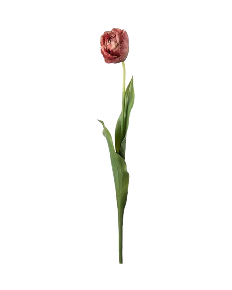 Tulpe von Mr. Plant