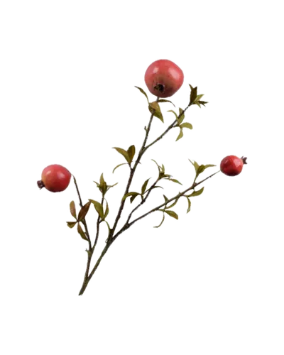 Granatapfel Zweig von Silk-ka